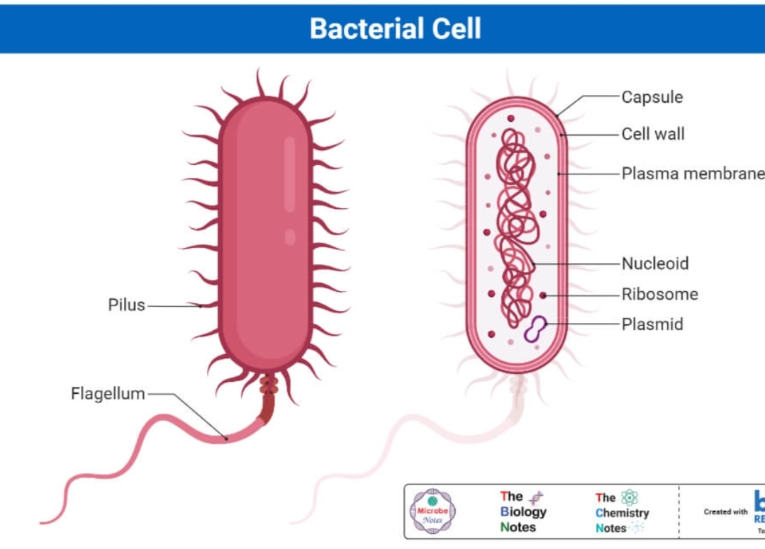 <p>List the general appearance of bacteria cell</p>