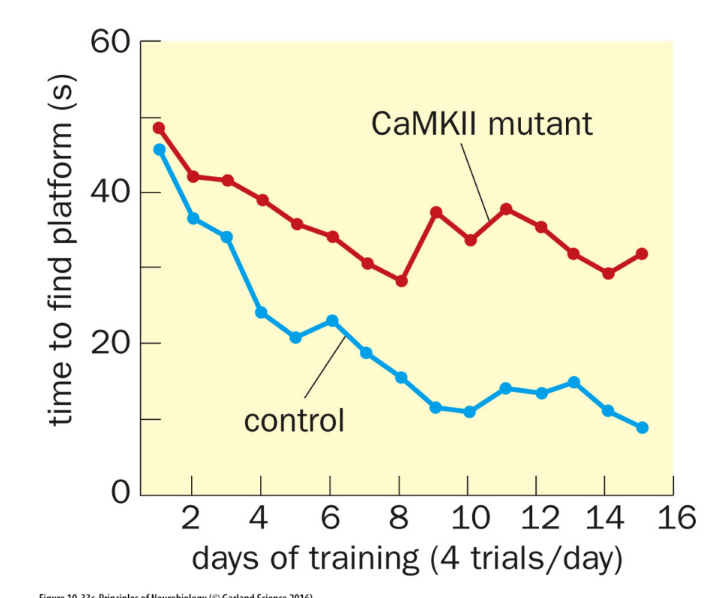 <p>more <u>correlational </u>than causal</p><ul><li><p>b/c protein kinases are active when LTP is induced, BUT this fact alone does NOT prove that active kinases induce LTP</p></li></ul><p>ex: CaMKII mutant group spends more time to find the platform than the control group</p>