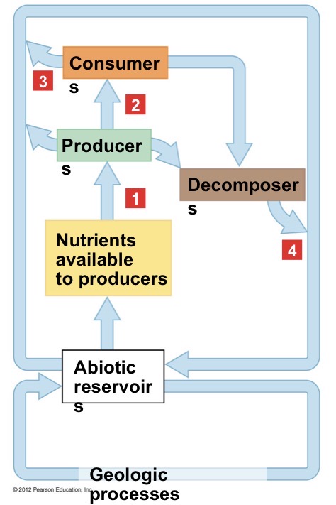 <p>Biogeochemical cycles</p>