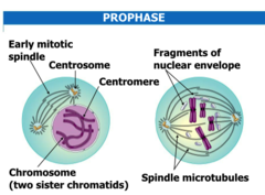 <p>helps with cell divison</p>