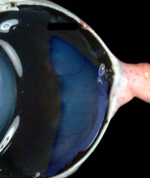 <p>• Sandwiched between the sclera and retina </p><p>• Mostly made of pigment and blood vessels that supply the retina </p><p>• Forms the tapetum lucidum, which is a highly reflective area in the rear of the eye </p><p>• Acts as a light amplifier to aid in low-light vision</p>