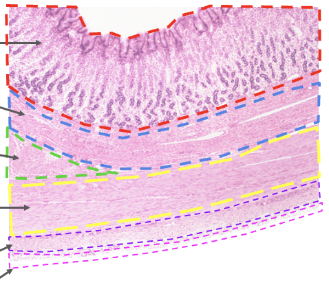<p><span>Oblique layer (innermost)</span></p>