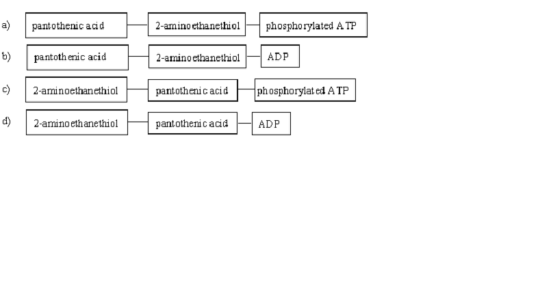 <p><span>Which of the following diagrams gives the correct identities and arrangement of the structural subunits in coenzyme A?</span></p>