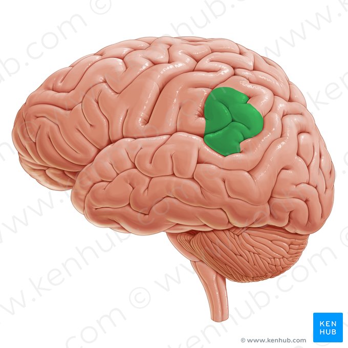 <p>Pariëtaal gebied dat een rol speelt in fonologische verwerking en helpt bij het omzetten van geschreven tekens naar klanken.</p>