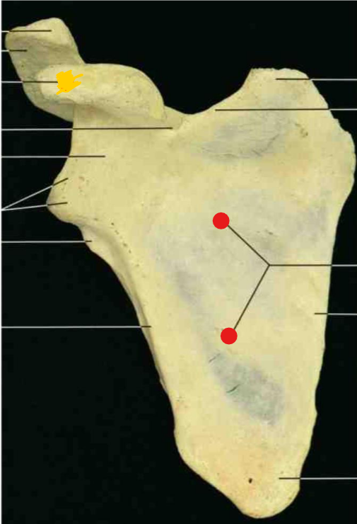 <p>Name this structure</p>