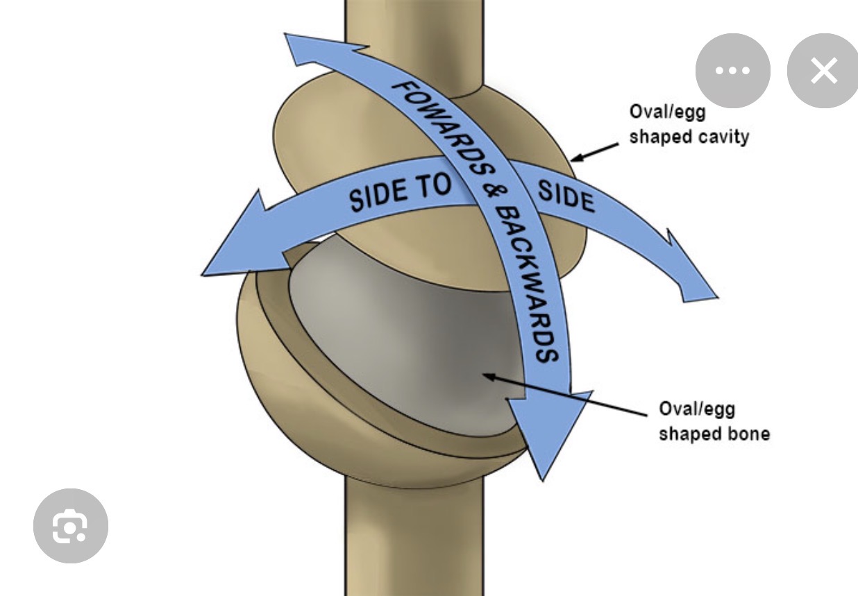 <p>Condyloid joint.</p>