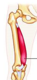 <p>A: extension at knee</p>