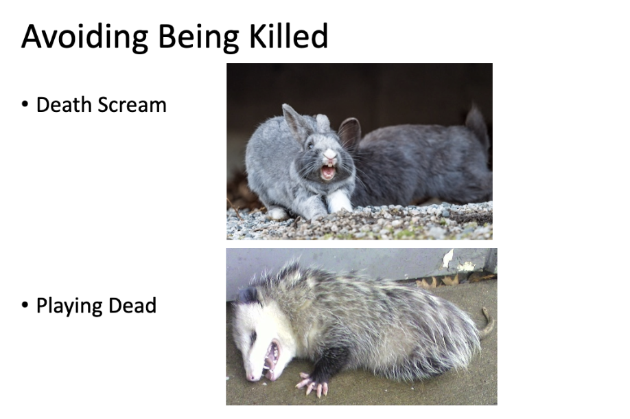 <p>avoids capture</p><p></p>