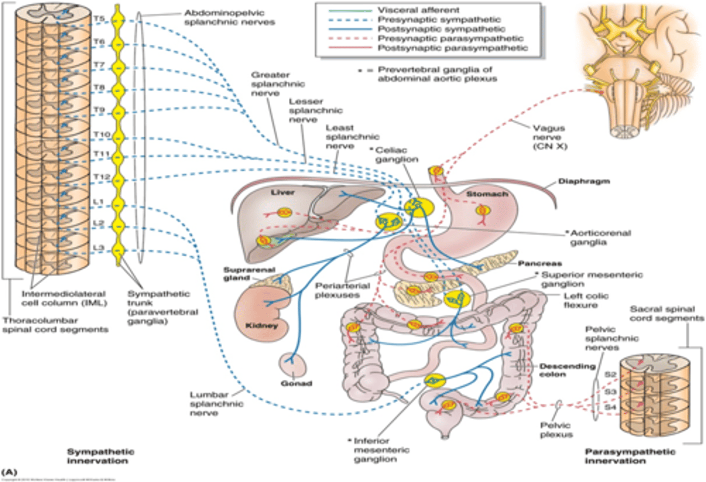 <p>what do the lower thoracic splanchnic nerves convey presynaptic fibers to?</p>