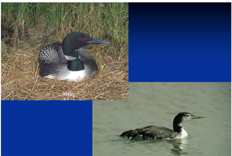 <p>Order Gaviiformes<br>Family Gaviidae<br>Common Loon</p>