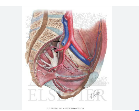 <p>Blood Supply Pathway of Sacroiliac Joint</p>