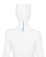 <p>only scant fibers between C2-7 SPs</p>