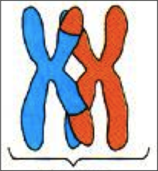 <p>structure containing 4 chromatids that forms during meiosis</p>