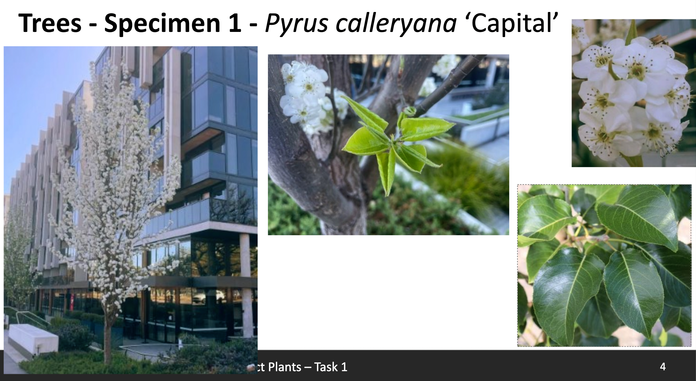 <p>Pyrus calleryana ‘Capital’</p>