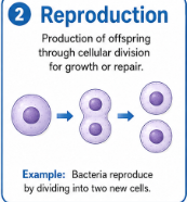 <p>The production of new cells for growth and repair, or the production of a new individual.<br>Example: Skin cells divide to replace damaged cells.</p>