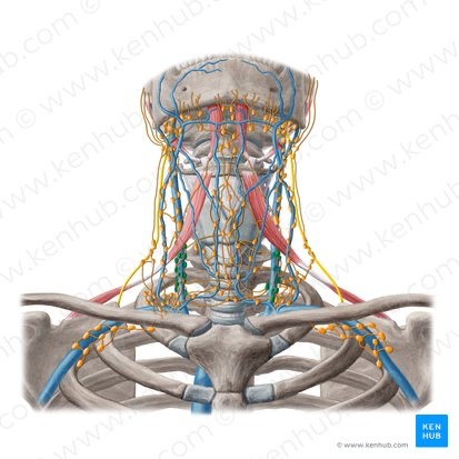 <p>deep to the sternocleidomastoid muscle along the jugular vein</p>
