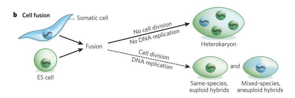 <p>2 distinct cell types are combined to form a single entity</p>