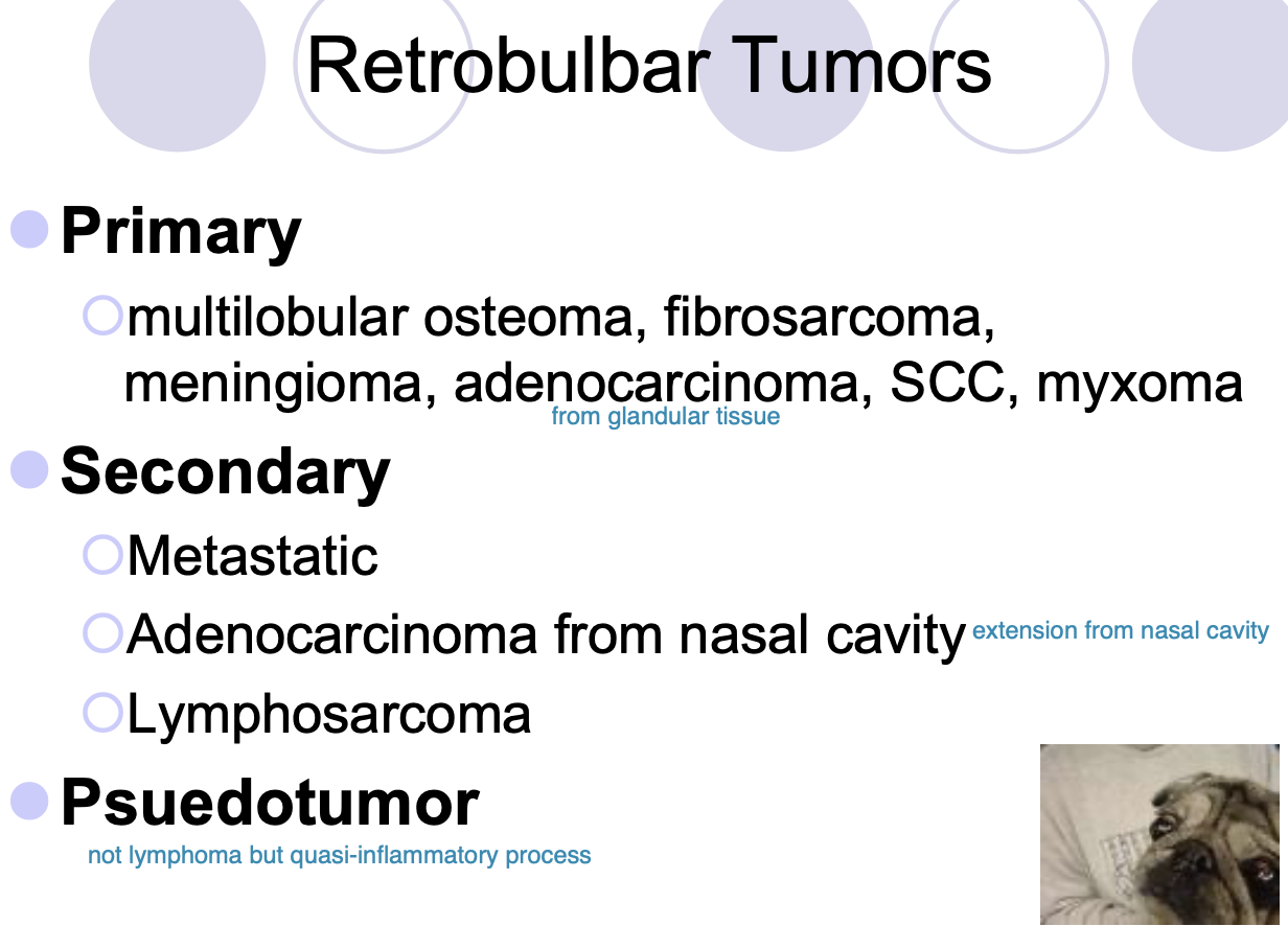<p>metastatic,</p><p>adenocarcinoma from nasal cavity,</p><p>lymphosarcoma</p>
