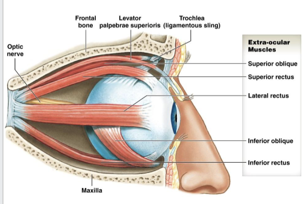<p>oculomotor or extrinsic eye muscles</p>