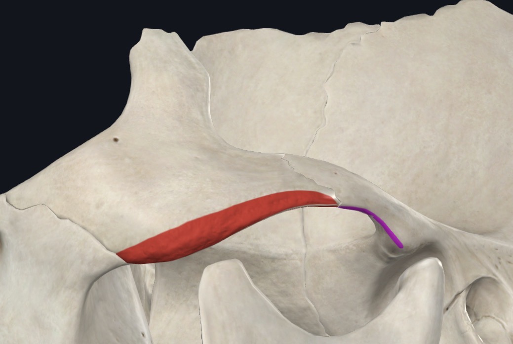 <p>Quadrate muscle attaching to inferior border and medial surface of maxillary process of zygomatic bone and the zygomatic arch</p>