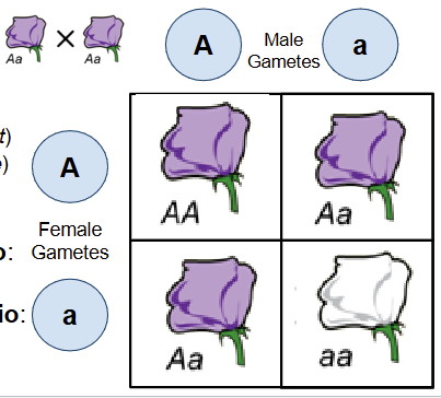 <ol><li><p>Character: flower color</p><ol><li><p>A = purple flower = dominant </p></li><li><p>a = white flower = recessive </p></li></ol></li><li><p>monohybrid cross: Aa x Aa </p><ol><li><p>both heterozygotes </p></li></ol></li><li><p>offspring genotypic ratio: 1:2:1 (AA, Aa, Aa, aa)</p></li><li><p>offspring phenotypic ratio: 3:1 (3 purple, 1 white)</p></li></ol><p></p>