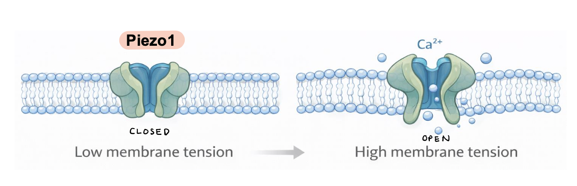 <p>a mechanosensitive ion channel embedded in the plasma membrane </p><ul><li><p>membrane stretch induces channel opening, allowing Ca<sup>2+</sup> influx into the cell </p></li><li><p>Ca<sup>2+</sup> signaling regulates cytoskeletal dynamics, gene expression, and cell behavior </p></li></ul><p></p>