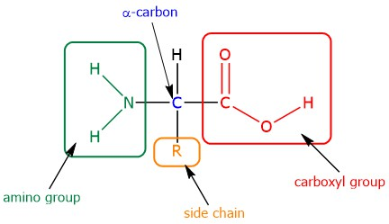 <ul><li><p>Amino group (-NH2)</p></li><li><p>Carboxyl group (-COOH)</p></li><li><p>R-group (Side chain)<strong>:</strong> a unique chemical group that gives each specific amino acid its distinct size, charge, and function</p></li></ul><p></p>