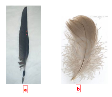 <p>These are bird feathers in class Reptilia and they are made of ________ epidermis.</p>