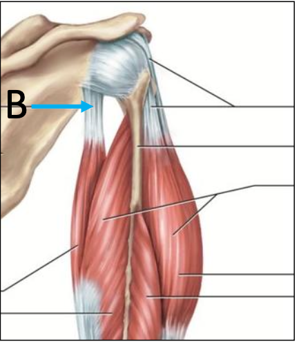<p>Tendon, connects muscle to bone</p>