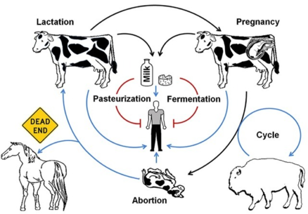 <p><span>•<em>B. abortus</em></span></p><p><span>•Sheds with milk (years) and uterine secretions and semen (weeks)</span></p><p><span>•Transmission:</span></p><p><span>    •Ingestion of placental tissues/fluids and milk</span></p><p><span>    •Inhalation</span></p><p><span>    •Coital</span></p><p><span>    • Through skin abrasions (Vets, wear gloves!)</span></p><p><span>    •Transplacental</span></p>