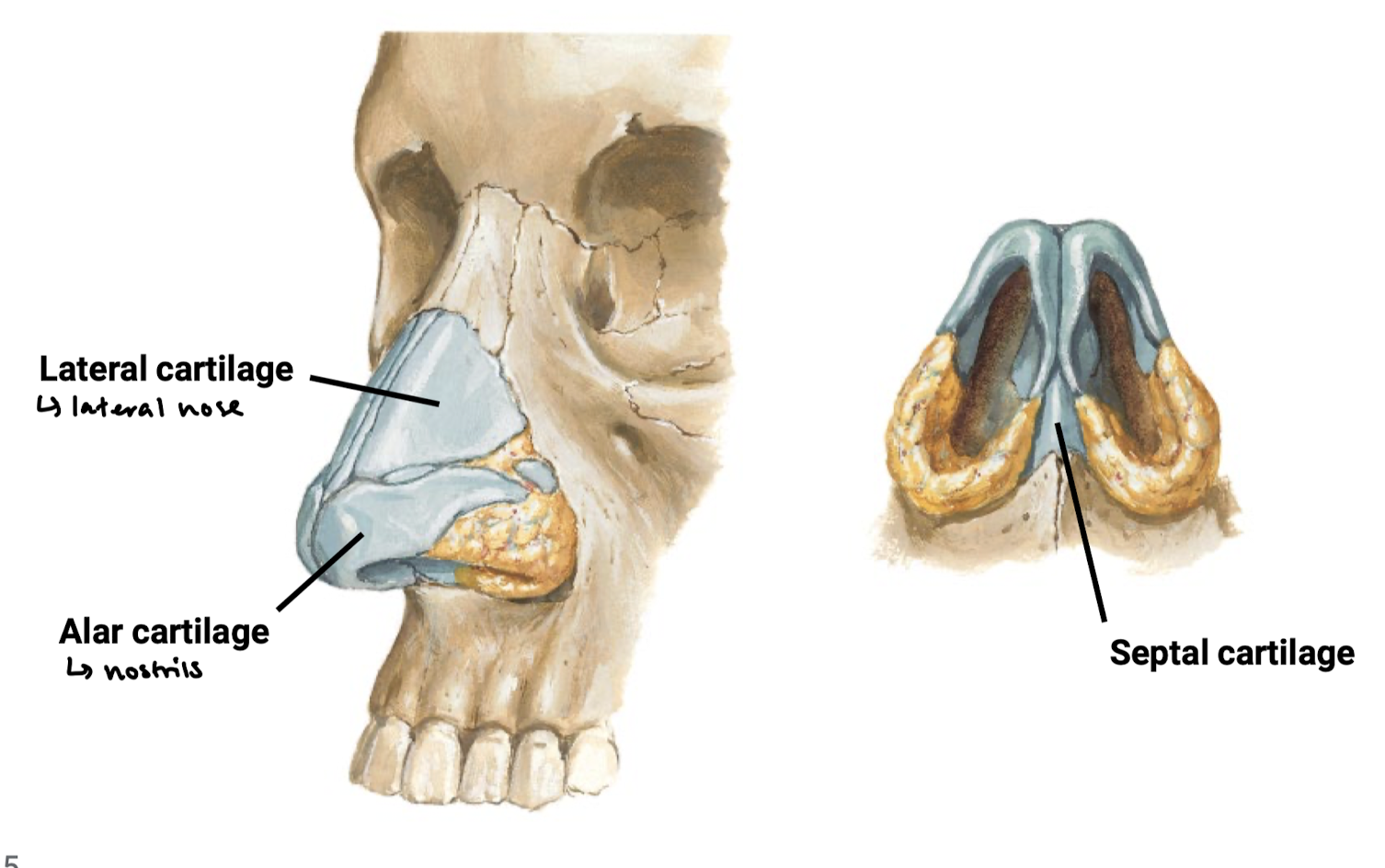 knowt flashcard image