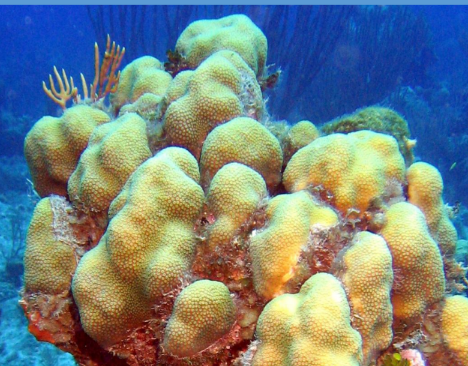 <p>What is this massive coral from the Scleractinia order? </p>