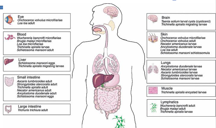<p>- can infect almost everywhere in body</p>