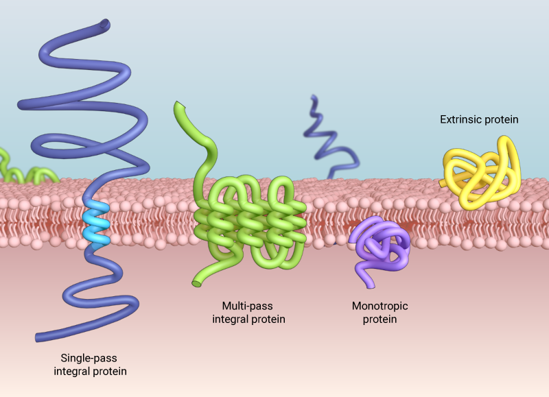 <p>Integral membrane proteins</p>