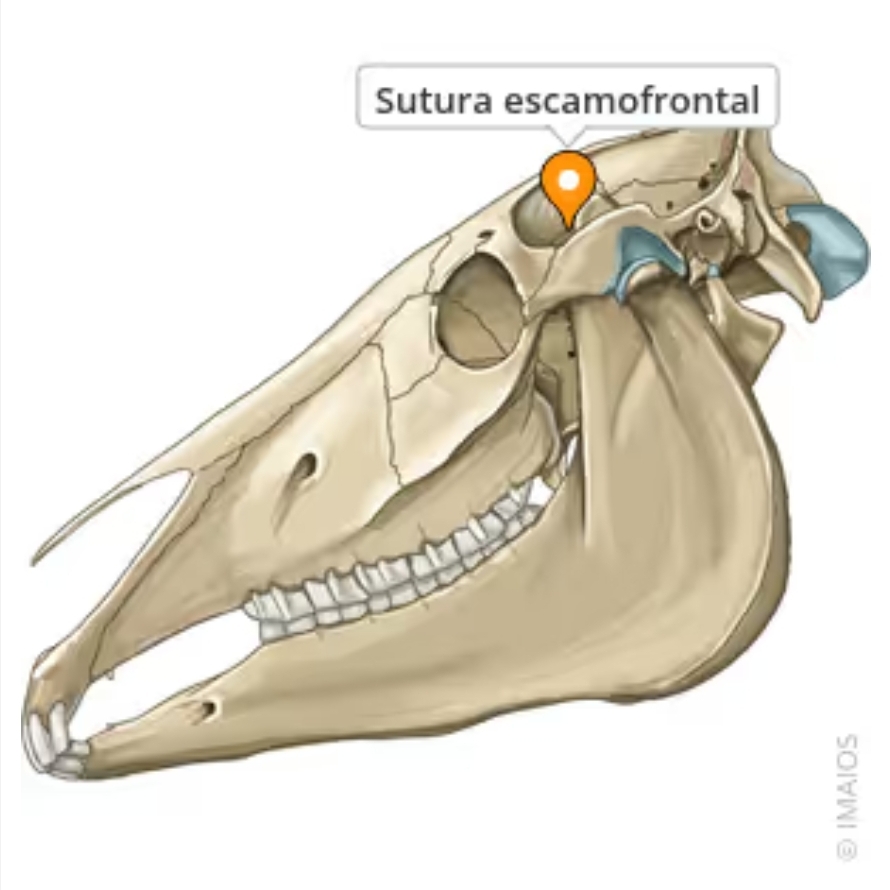 <p>sutura escamofrontal</p>
