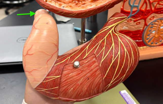 <p>What is the arrow pointing at?</p>