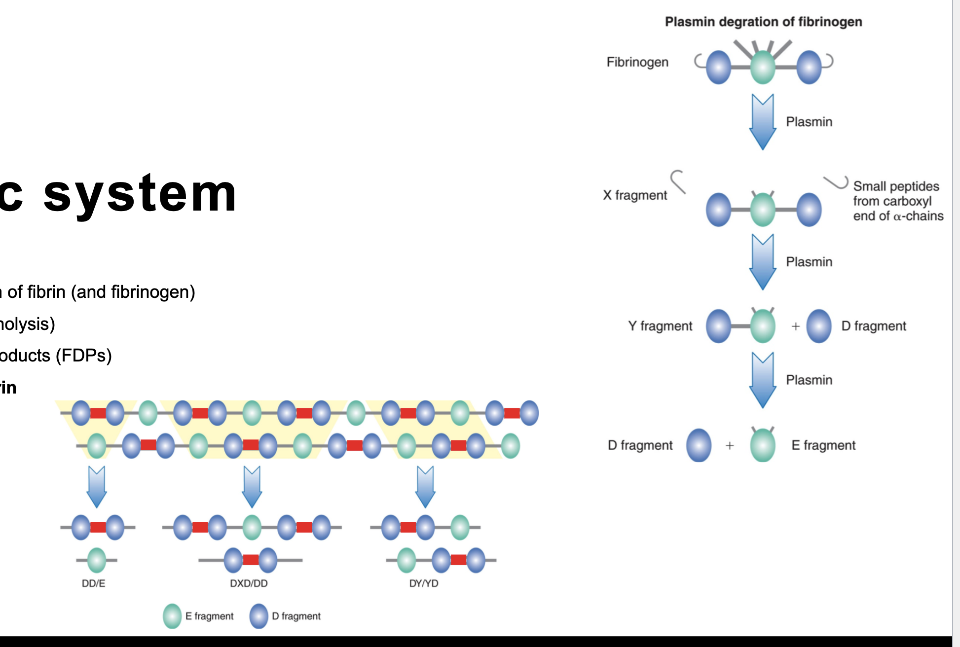 <p></p><p>⚬ responsible for <strong>degradation of fibrin</strong> (and fibrinogen)</p><p>￭ = fibrinolysis (fibrinogenolysis)</p><p>￭ → fibrin degradation products (FDPs)</p><p><strong>￭ DDimer specific for fibrin</strong></p><p>D (DDimer) and E fragments </p><p>Plasmin cannot break down D fully </p><p>Plasmin breaks down fibrinogen, which then can break down D </p><p>Elevated D-dimer most likely indicates a clot but does not confirm it </p>