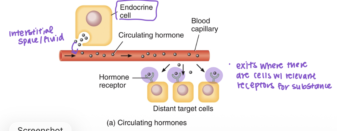 <p>Endocrine hormones</p>