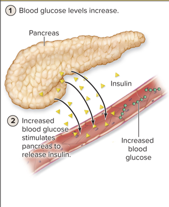<p>changes in nutrient or ion levels of the blood causes the release of hormones </p>