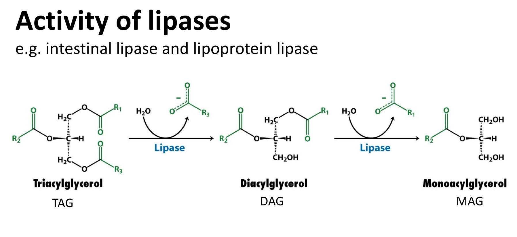 <p>Intestinal lipases cleave TAG into 2 FAs and a 2-monoacylglycerol (MAG), basically removing the 2 outer FA chains </p>