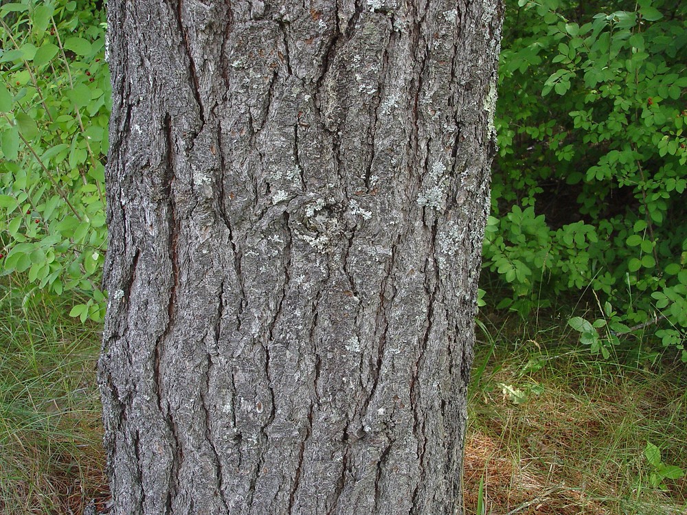 <p>An Eastern White Pine Tree (5 needles per fascicle; blocky and black bark)</p>