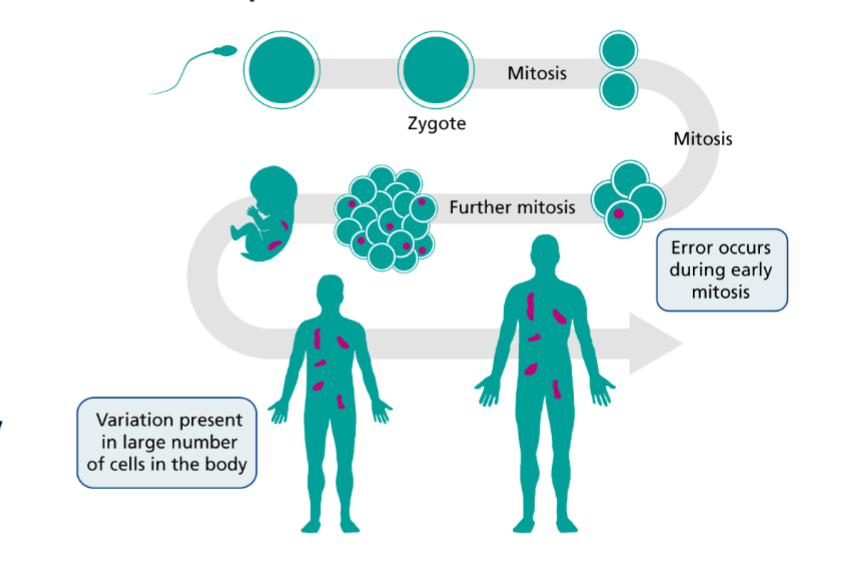 <p><strong><em><u>Somatic </u></em></strong>= mutations occur <strong><em><u>early</u></em></strong> in embryogenesis + affects <strong><em><u>somatic tissue</u></em></strong></p><ul><li><p>can be wide spread (if very early on) or patchy (a little later on)</p></li></ul><p></p>