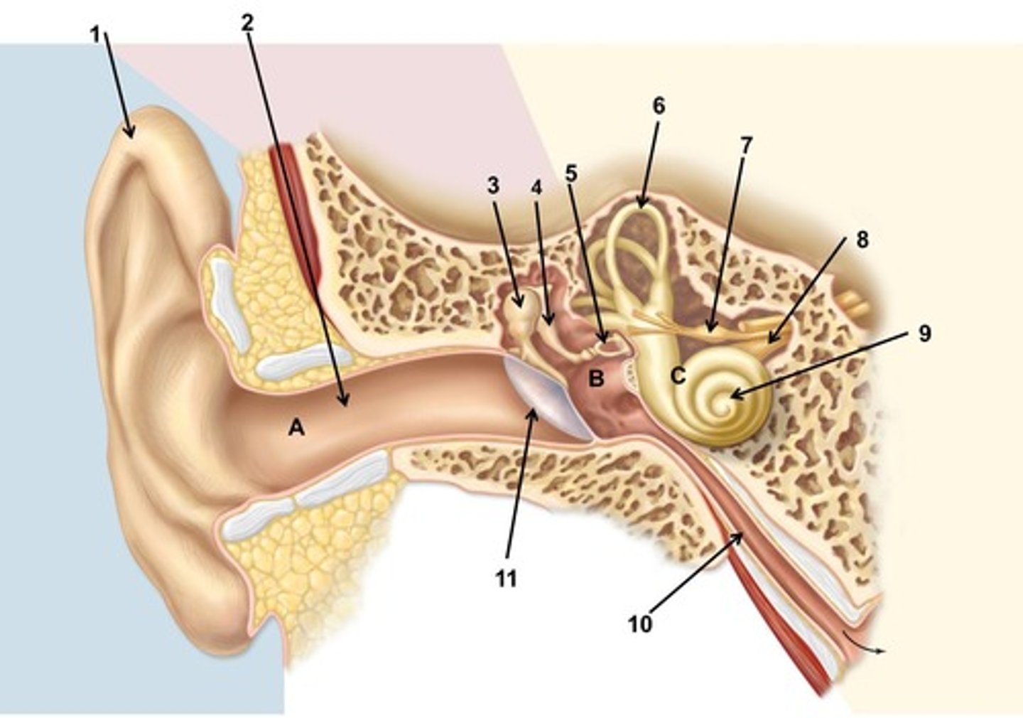 <p>Name part #1 of the external ear.</p>
