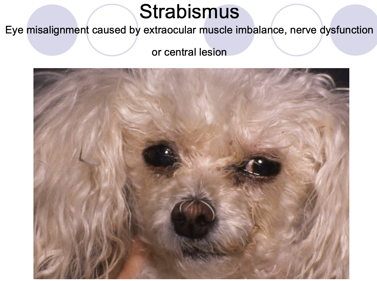 <p>m. imbalance.</p><p>n. dysfxn.</p><p>central lesion.</p>