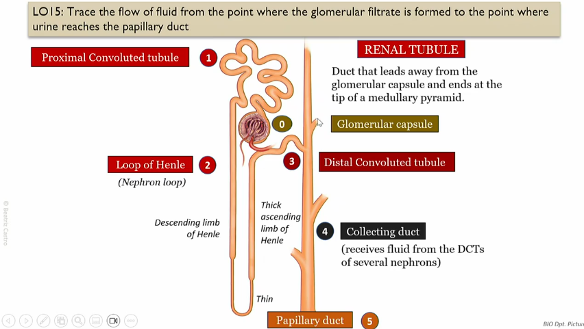 <p>recieves fluid form DCTs of several nephrons</p>