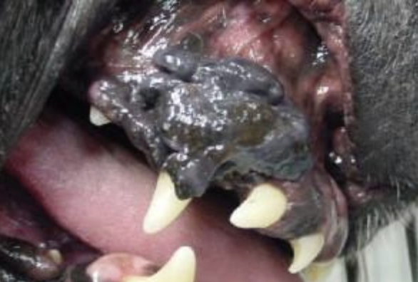 <p>Oral Neoplasia</p>
