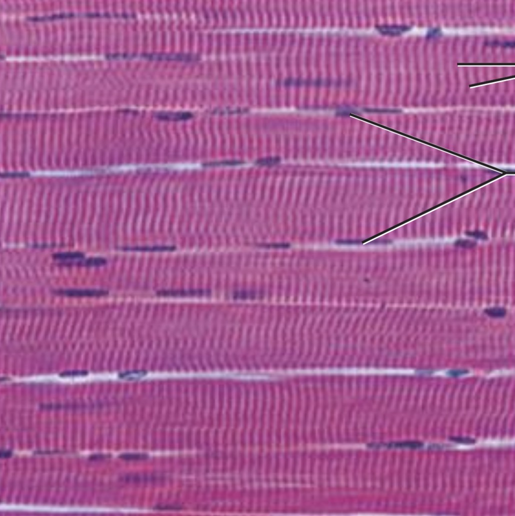 <p><span>Long cylindrical cells, multinucleate, with obvious striations</span></p>