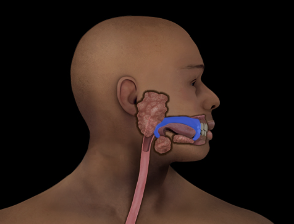 <p>Oral cavity</p>