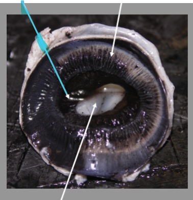 <p>What is the arrow pointing at?</p>