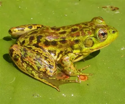 <p>What Amphibian is this?</p>